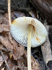 Mycena crocata