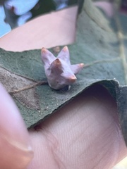 Cynips douglasii