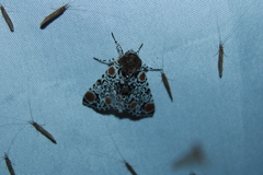 Harrisimemna trisignata