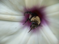 Ptilothrix bombiformis