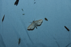 Parapoynx allionealis