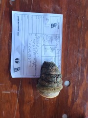 Pyrofomes juniperinus