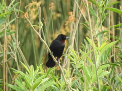 Chrysomus ruficapillus