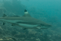 Reef Shark