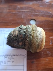 Pyrofomes juniperinus