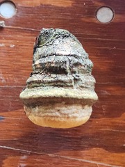 Pyrofomes juniperinus