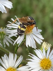 Philanthus ventilabris