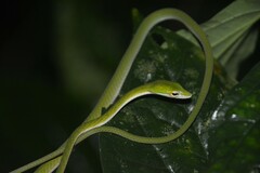 Ahaetulla mycterizans