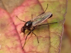 Dilophus febrilis