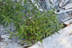 Rumex salicifolius