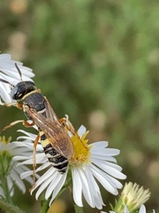 Philanthus ventilabris