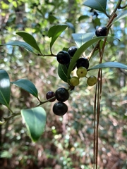 Ilex coriacea