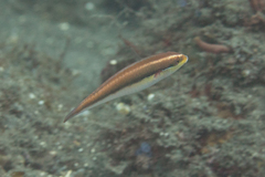 Stethojulis interrupta