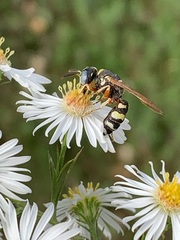 Philanthus ventilabris