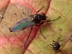 Dilophus febrilis