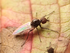 Dilophus febrilis