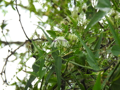 Passiflora misera