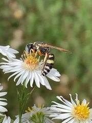 Philanthus ventilabris