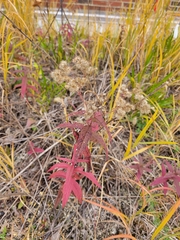 Eupatorium perfoliatum