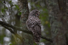 Strix uralensis