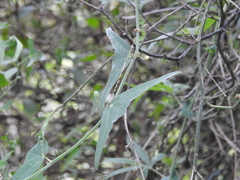 Passiflora misera