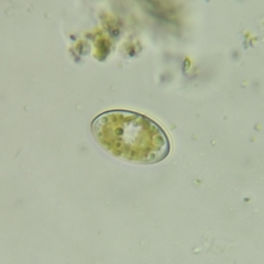 Cocconeis