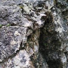 Orthothecium rufescens