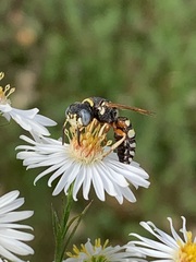 Philanthus ventilabris