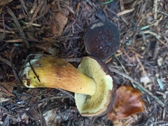 Xerocomellus pruinatus