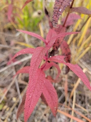 Eupatorium perfoliatum