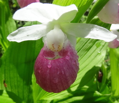 Cypripedium reginae