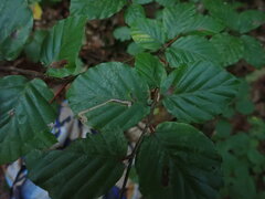 Stigmella hemargyrella