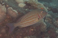 Lethrinus ornatus