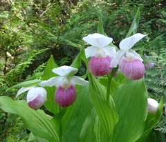 Cypripedium reginae