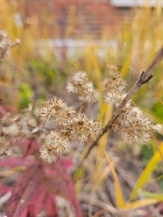 Eupatorium perfoliatum