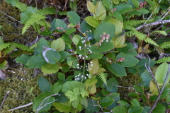 Tiarella trifoliata trifoliata