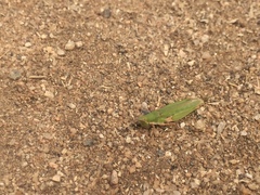 Atractomorpha lata