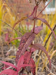 Eupatorium perfoliatum