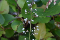 Tiarella trifoliata trifoliata