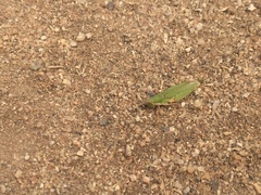 Atractomorpha lata