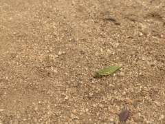 Atractomorpha lata