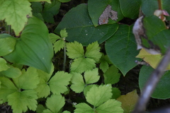 Tiarella trifoliata trifoliata