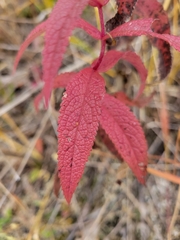Eupatorium perfoliatum