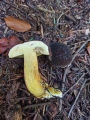 Xerocomellus pruinatus