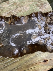 Membranipora membranacea