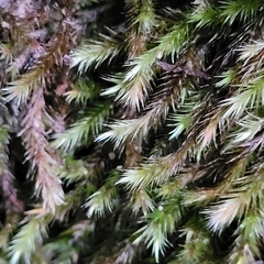 Orthothecium rufescens