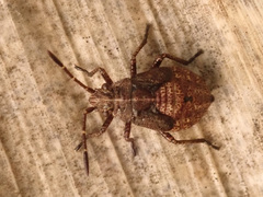 Stictopleurus abutilon