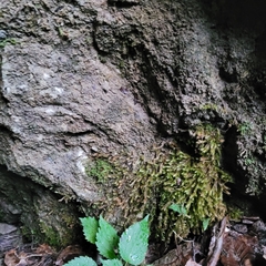 Orthothecium rufescens