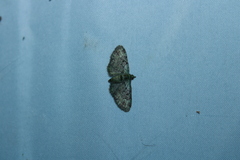 Pasiphila rectangulata