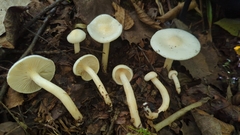 Hygrophorus